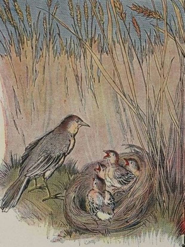 The Lark and her Young Ones