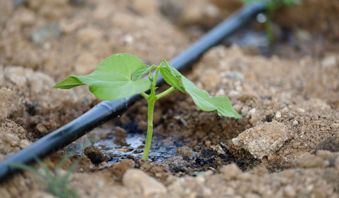 Irrigation Course | Water Management, Design & Practical Skills